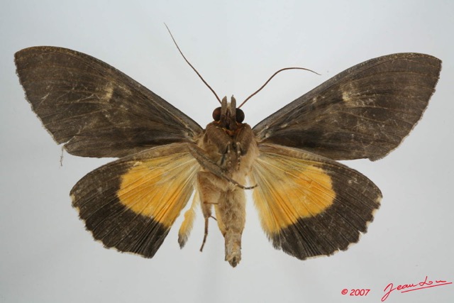 012 Heterocera (FV) Noctuidae Calpinae Eudocima divitiosa m 7EIMG_0254WTMK.jpg