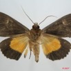 012 Heterocera (FV) Noctuidae Calpinae Eudocima divitiosa m 7EIMG_0254WTMK.jpg