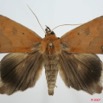 013 Heterocera (FD) Noctuidae Quadrifinae Ophiusa sp m 7EIMG_0191WTMK.jpg