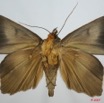 014 Heterocera (FV) Noctuidae Quadrifinae Ophiusa sp m 7EIMG_0197WTMK.jpg