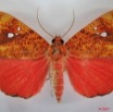 015 Heterocera (FD) Noctuidae Quadrifinae Miniodes discolor 7EIMG_1336WTMK.jpg