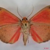 016 Heterocera (FV) Noctuidae Quadrifinae Miniodes discolor 7EIMG_1339WTMK.jpg
