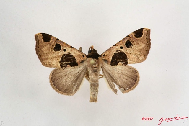017 Heterocera (FD) Noctuidae Quadrifinae Marcipa sp m 7IMG_6447WTMK.jpg