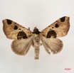 017 Heterocera (FD) Noctuidae Quadrifinae Marcipa sp m 7IMG_6447WTMK.jpg