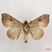 018 Heterocera (FV) Noctuidae Quadrifinae Marcipa sp m 7IMG_6450WTMK.jpg