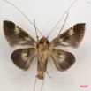 020 Heterocera (FV) Noctuidae Sarrothiripinae Gigantoceras sp m 7IMG_6458WTMK.jpg