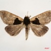 021 Heterocera (FD) Noctuidae Quadrifinae Anoba nigribasis m 7IMG_6460WTMK.jpg