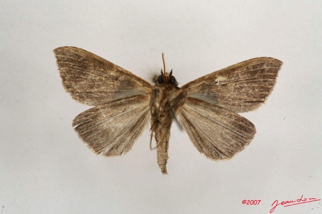 022 Heterocera (FV) Noctuidae Quadrifinae Anoba nigribasis m 7IMG_6464WTMK.jpg