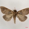 022 Heterocera (FV) Noctuidae Quadrifinae Anoba nigribasis m 7IMG_6464WTMK.jpg