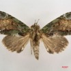027 Heterocera (FD) Noctuidae Quadrifinae Saaluncifera sp 7IMG_6503WTMK.jpg