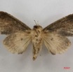 028 Heterocera (FV) Noctuidae Quadrifinae Saaluncifera sp 7IMG_6507WTMK.jpg