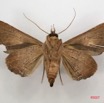 030 Heterocera (FV) Noctuidae Quadrifinae Ogovia sp 7IMG_6568WTMK.jpg
