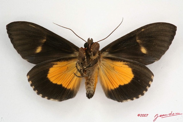 032 Heterocera (FV) Noctuidae Quadrifinae Eudocima divitiosa m 7IMG_6619WTMK.jpg