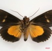 032 Heterocera (FV) Noctuidae Quadrifinae Eudocima divitiosa m 7IMG_6619WTMK.jpg