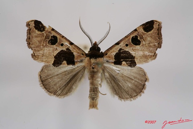 033 Heterocera (FD) Noctuidae Quadrifinae Marcipa sp m 7IMG_7289WTMK.jpg