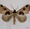 033 Heterocera (FD) Noctuidae Quadrifinae Marcipa sp m 7IMG_7289WTMK.jpg