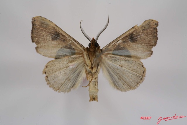 034 Heterocera (FV) Noctuidae Quadrifinae Marcipa sp m 7IMG_7290WTMK.jpg
