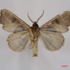 034 Heterocera (FV) Noctuidae Quadrifinae Marcipa sp m 7IMG_7290WTMK.jpg
