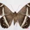 036 Heterocera (FV) Noctuidae Quadrifinae Cyligramma magus f 7IMG_7381WTMK.jpg