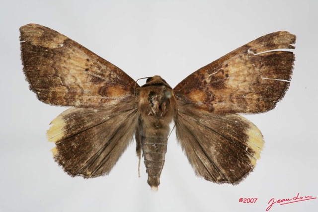 037 Heterocera (FD) Noctuidae Quadrifinae Achaea ezea m 7IMG_8586WTMK.jpg