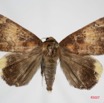 037 Heterocera (FD) Noctuidae Quadrifinae Achaea ezea m 7IMG_8586WTMK.jpg