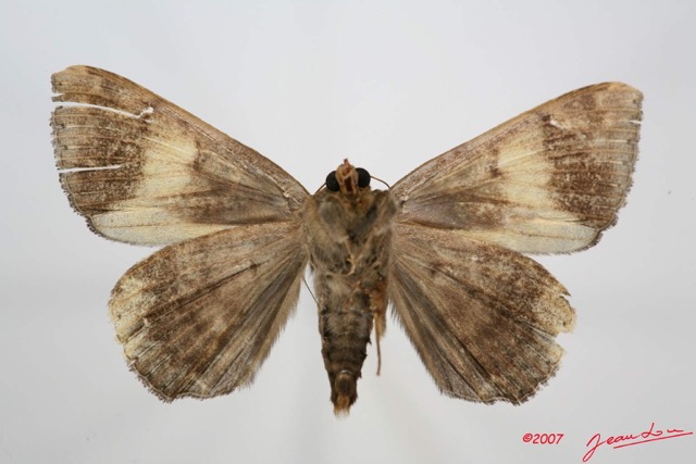 038 Heterocera (FV) Noctuidae Quadrifinae Achaea ezea m 7IMG_8591WTMK.jpg