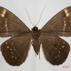 042 Heterocera (FV) Noctuidae Quadrifinae Cyligramma fluctuosa 7IMG_8638WTMK.jpg