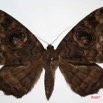 043 Heterocera (FD) Noctuidae Quadrifinae Eupatula walkeri f 7IMG_8665WTMK.jpg