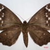 044 Heterocera (FV) Noctuidae Quadrifinae Eupatula walkeri f 7IMG_8668WTMK.jpg