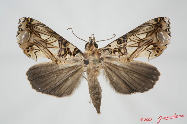 045 Heterocera (FD) Noctuidae Quadrifinae Plusiodonta speciosissima f 7EIMG_9043WTMK.jpg