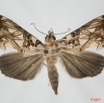 045 Heterocera (FD) Noctuidae Quadrifinae Plusiodonta speciosissima f 7EIMG_9043WTMK.jpg