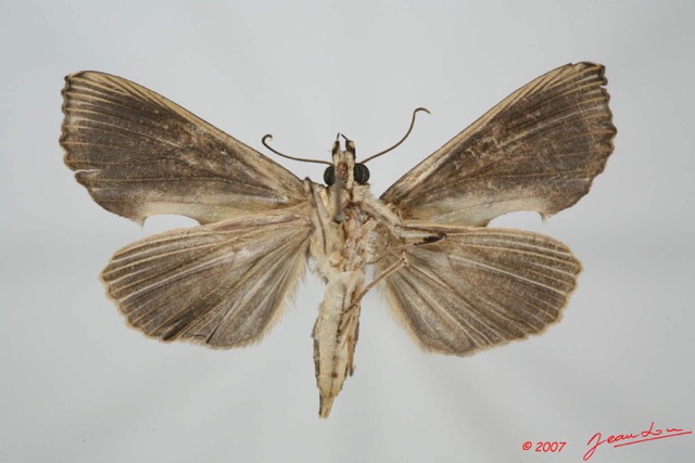 046 Heterocera (FV) Noctuidae Quadrifinae Plusiodonta speciosissima f 7EIMG_9046WTMK.jpg