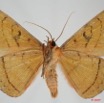 048 Heterocera (FV) Noctuidae Quadrifinae Hypopyra capensis m 7EIMG_9100WTMK.jpg