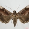 049 Heterocera (FD) Noctuidae Quadrifinae Rougeotiana rogator f 7EIMG_9119WTMK.jpg