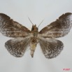 051 Heterocera (FD) Noctuidae Quadrifinae Euippodes sp 7EIMG_0013WTMK.jpg