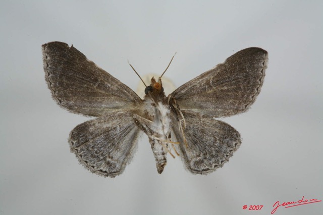 052 Heterocera (FV) Noctuidae Quadrifinae Euippodes sp 7EIMG_0017WTMK.jpg