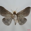 052 Heterocera (FV) Noctuidae Quadrifinae Euippodes sp 7EIMG_0017WTMK.jpg