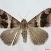 053 Heterocera (FD) Noctuidae Quadrifinae Dysgonia derogans m 7EIMG_0019WTMK.jpg