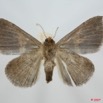054 Heterocera (FV) Noctuidae Quadrifinae Dysgonia derogans m 7EIMG_0023WTMK.jpg