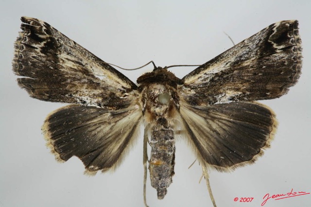 055 Heterocera (FD) Noctuidae Sarrothripinae f 7EIMG_0031WTMK.jpg
