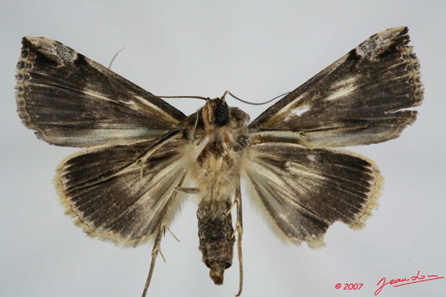 056 Heterocera (FV) Noctuidae Sarrothripinae f 7EIMG_0034WTMK.jpg