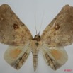 057 Heterocera (FD) Noctuidae Quadrifinae Hollandia sigillata m 7EIMG_0085WTMK.jpg