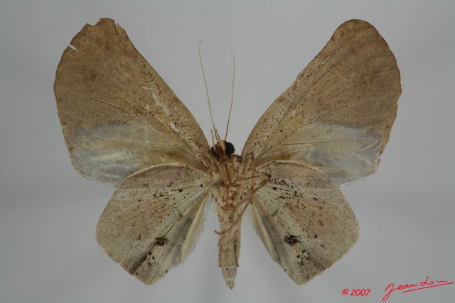 058 Heterocera (FV) Noctuidae Quadrifinae Hollandia sigillata m 7EIMG_0087WTMK.jpg