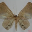 058 Heterocera (FV) Noctuidae Quadrifinae Hollandia sigillata m 7EIMG_0087WTMK.jpg