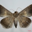 060 Heterocera (FV) Noctuidae Quadrifinae Dysgonia torrida f 7EIMG_0108WTMK.jpg