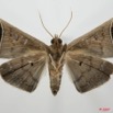 062 Heterocera (FV) Noctuidae Quadrifinae 7EIMG_1988WTMK.jpg