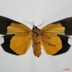 064 Heterocera (FV) Noctuidae Sarrothiripinae Eligma hypsoides 7EIMG_2100WTMK.jpg