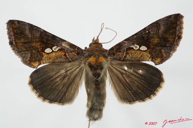 065 Heterocera (FD) Noctuidae Plusiinae Chrysodeixis acuta 7EIMG_2346WTMK.jpg