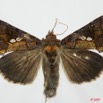 065 Heterocera (FD) Noctuidae Plusiinae Chrysodeixis acuta 7EIMG_2346WTMK.jpg