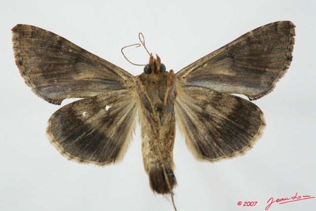 066 Heterocera (FV) Noctuidae Plusiinae Chrysodeixis acuta 7EIMG_2350WTMK.jpg